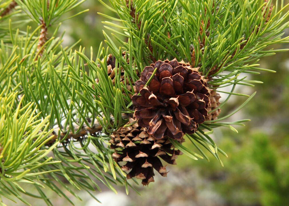 Clue: Tree #3